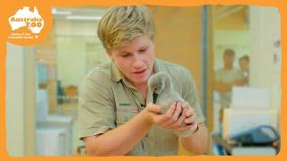 Robert's Wildlife Hospital Tour | Irwin Family Adventures