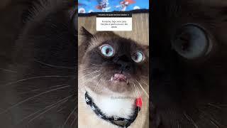 DIA DO TRABALHO!  #gatalunacatarina #euamogatos #comedia