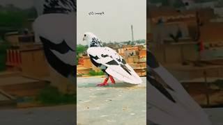 Top 7 pigeon #fancybirds# top1#shortvideo #short