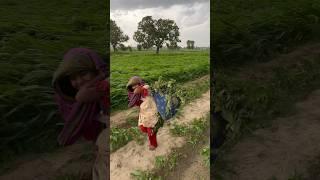 Cyclone Tufan# Toofan# village life#girl # work in Toofan#viral #baby #desert #sweet #cute