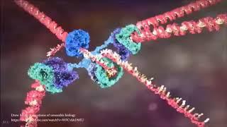 Jordan Peterson shows you a video of DNA fixing itself