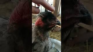 Общительная курица)) #курицабандитка #animals #жизньвдеревне #деревенскаяжизнь #деревня #курица