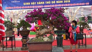 HOA GIẤY BONSAI SÁNG RỰC SÂN TRIỂN LÃM VÌ QUÁ NHIỀU HOA VÀ CÂY SƠN TRÀ CỔ QUÁI GÂY ẤN TƯỢNG MẠNH