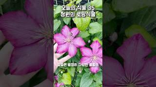 35. 정원을 가진 분들이라면 꼭 키워야 할 식물!! 월동력 최강 꽃!!