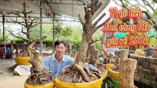 Trực tiếp mai vàng KG giá rẻ 200k SĐT 0919955707