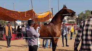 #marwadistallion#pushkarhorsefair#equestrian#studfarm#horse#allindiamarwarihorsesocietyaa#horselover