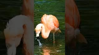 #flamengos are bathing #viralvideo #