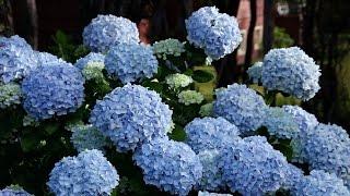 Easy Ways to Change Hydrangea Colors - The Grumpy Gardener