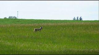 Coyote Chasing Deer at Condie Nature Refuge