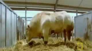 Super cows  Video