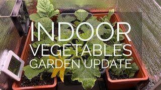 Grow vegetables in the house | Part 3