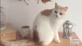 Осенняя декоративная подвеска из тыкв и листьев. И говорящий кот в конце видео!