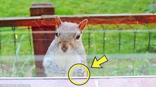 Squirrel Taps On Window Every Day – They’re Shocked When They Find Out Why!