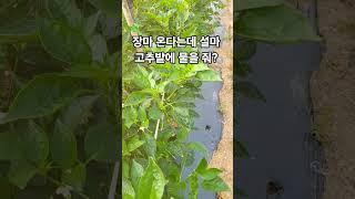 장마 온다는데, 설마 고추밭에 물을?
