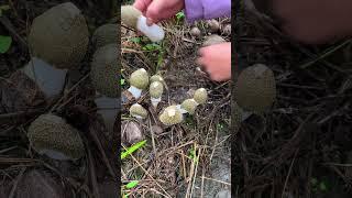 Picking bamboo fungus#villagelife#farming#agriculture#planting #rurallife#enjoyrurallife#satisfying