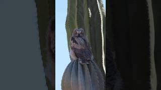 Owls watching from the cactus #owl #cactus #baja #desertlife #nature