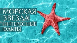 Морская звезда - интересные факты