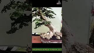 BONSAI SUPER MEWAH !! PEMULA WAJIB NONTON BONSAI INI