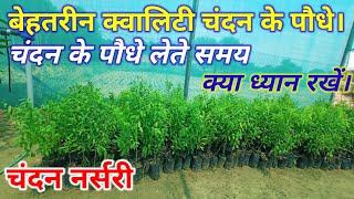 चंदन के पौधे लेते समय किन किन बातों का ध्यान रखें। Sandalwood plant nursery CHARKHI DADRI (HARYANA)