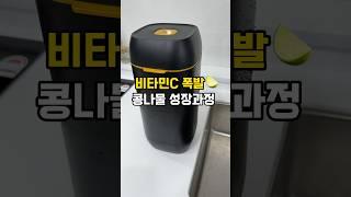 콩나물 5일 성장과정 #shorts #sprout #수경재배 #콩나물키우기 #키우기