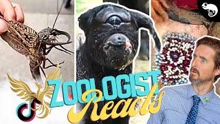 Zoologist Reacts To Viral Animal TikTok