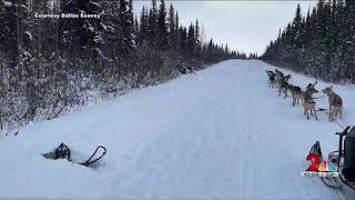 Healy man cited in fatal sled dog crash on Denali Highway