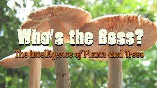 Who's the Boss? The Intelligence of Plants and Trees