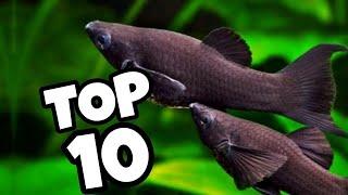 Top 10 Best types of Molly Fish 2023 |  Beautiful Different Molly Balloon Fish