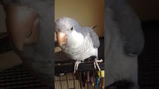 Toby the Quaker