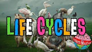 Animal Life Cycles