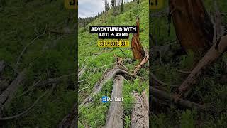 Adventures with Koti & Zero S3 Episode 33.1 #hikingadventures #naturelover #rescuedog