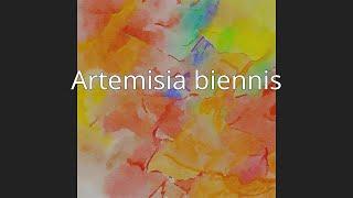 Artemisia biennis