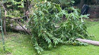  LIVE: EatYourBackyard! Florida Storms, Papaya Cherry Tree Destruction in the Food Forest