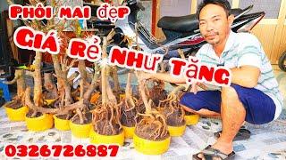 Phôi mai giảo đẹp giá rẻ như tặng 8/11 #asự0326726887 |MaivàngThanhTâm