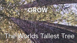 How To Grow The Tallest Tree In The World -the coastal redwood