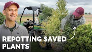 Fig Tree Maintenance + Potting Up Plants Saved Over the Winter