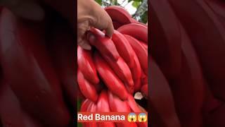 Red Banana Harvesting #shorts #fruit #satisfying