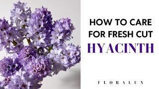 How To Care for Fresh Cut Hyacinth