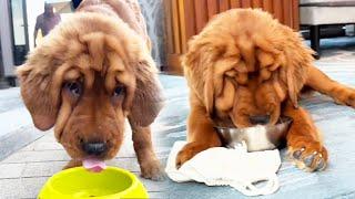 With the whole family experiencing the five-star hotel  the dogs were very happy to see the snacks