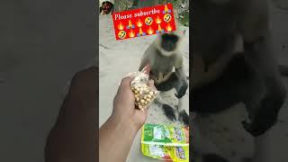 #trending #trending #trending #funny #funny #funny #monkey #monkey #monkey #monkey #viral #toptrend