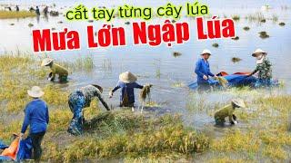 Mưa lớn lụt ngập hết lúa dân cắt tay từng cây nhìn mà  xót xa