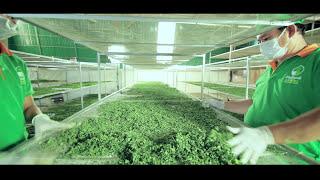 Moringa manufacture (Cambodia)