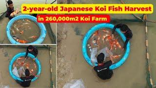 A hundred of 2-year-old Japanese Koi Harvest in 260,000m2 Koi Farm