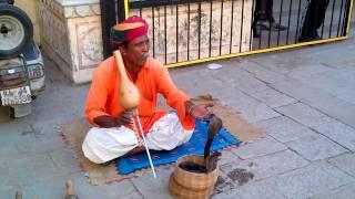 SNAKE CHARMER PLAYING 'CHARMER'S FLUTE" FOR 2 COBRAS IN UDAIPUR, INDIA