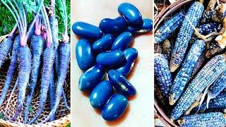 8 BLUE VEGETABLES You Won't Believe Exist