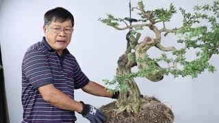 BONSAI CHO MỌI NGƯỜI ( TẬP 4 ) | TRẦN THẮNG OFFICIAL