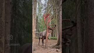 Looks unreal… #deer #shedding #red #antlers #animals #wildlife #forest #shorts