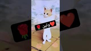 طلب خاص.....وتين #وتين #طلب_تصميم #cat #funny #cat #shorts #comedy #short