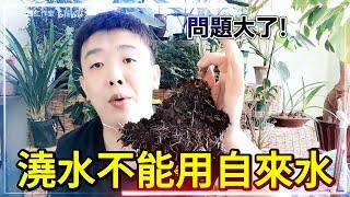 自來水=養花殺手？自來水到底能不能澆花？一次講清楚！【禪藝綠植工作室】