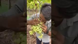 how to clean grapes #shorts #shortsfeed #trending #grape